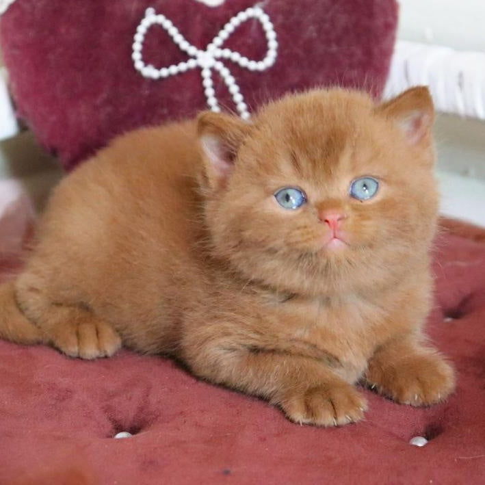 Redmy British Shorthair female, cinnamon