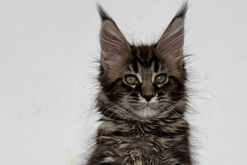 Jozi Maine Coon female black tabby live animals
