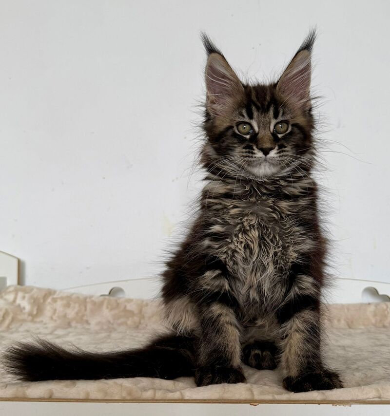 Jozi Maine Coon female black tabby live animals