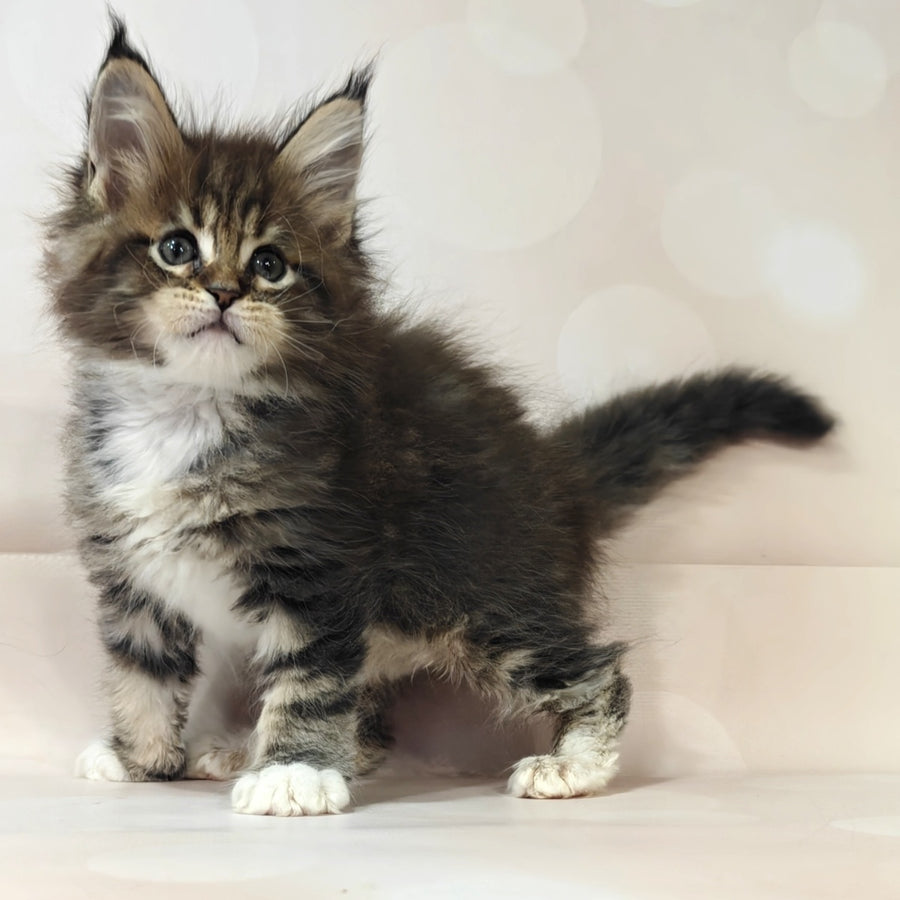Business Maine Coon female, black tabby with white