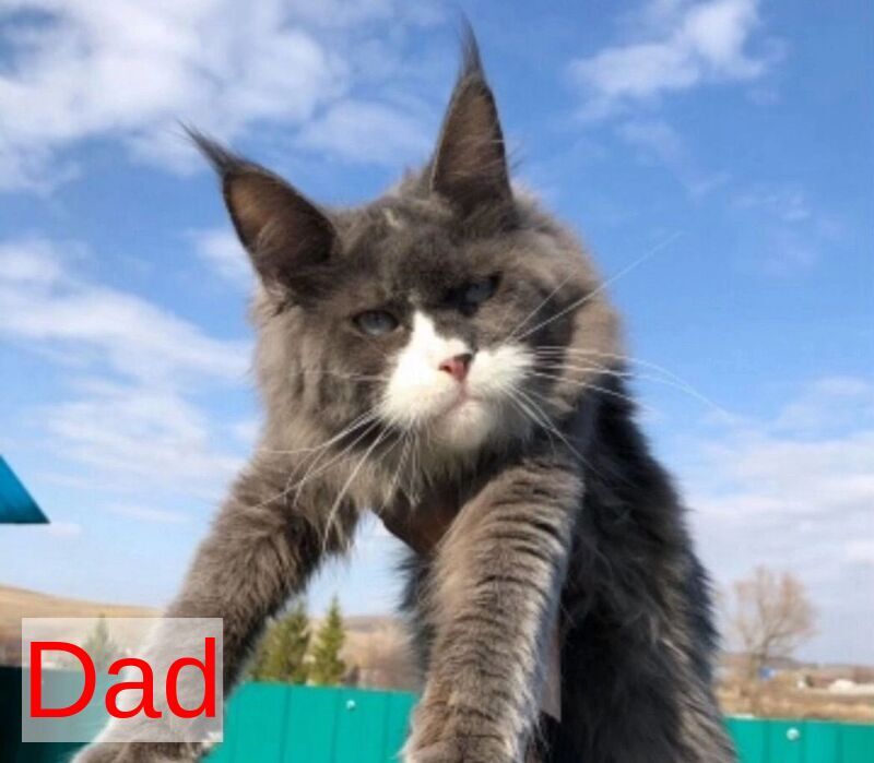 Pathos Maine Coon male, black tabby