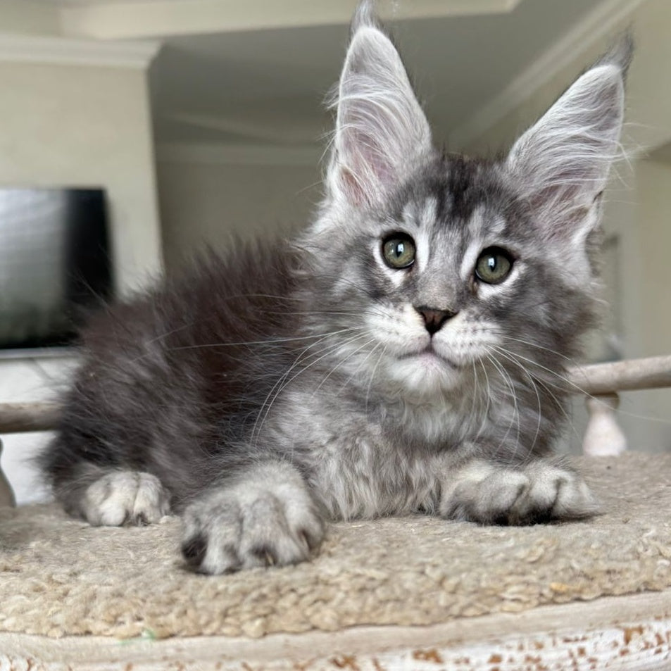 Jackpot Maine Coon male, black silver ticked tabby