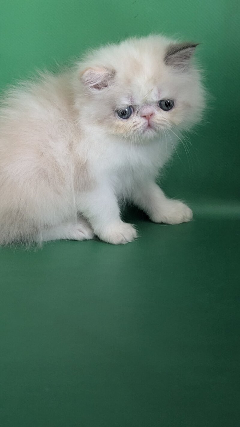 Nelli Persian female, blue tortie pointed bicolour