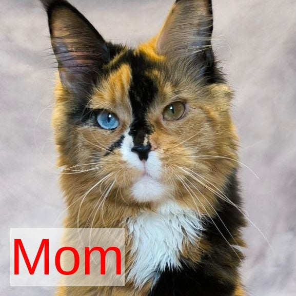 Nexus Maine Coon polydactyl 7x6x6x6 male, red