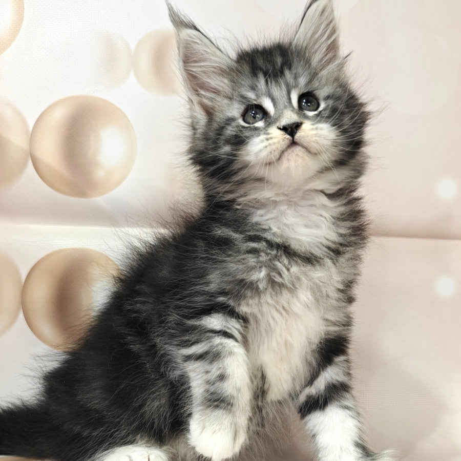 Monika Maine Coon female, black silver tabby with white