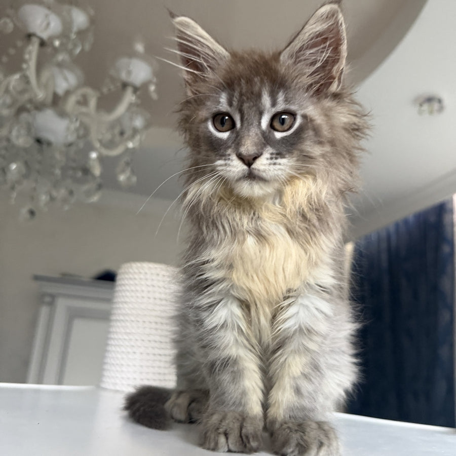 Eliot Maine Coon male, blue silver tabby