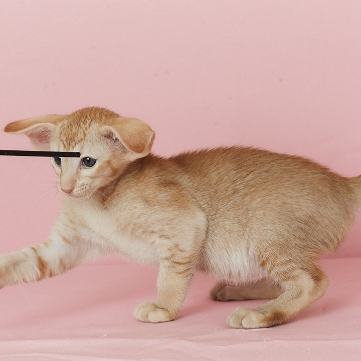 Ulan Bator Oriental Shorthair male, red