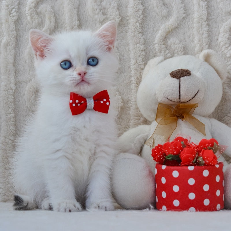 Hank British Shorthair male, black golden shaded pointed