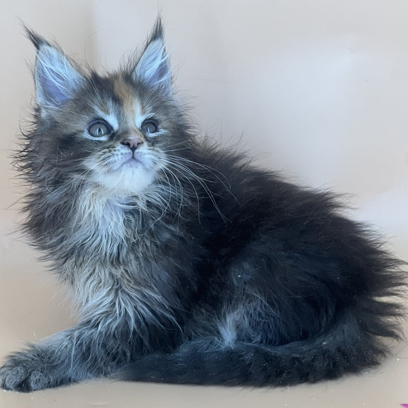 Bella Maine Coon female, black tortie silver
