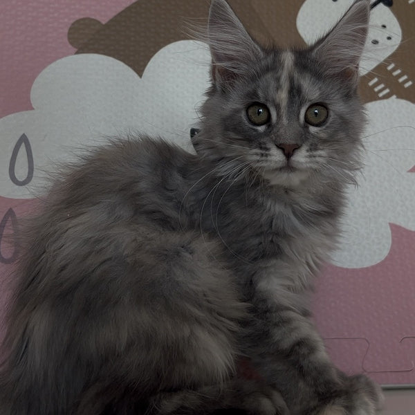 Tiffany Maine Coon female, black tortie silver