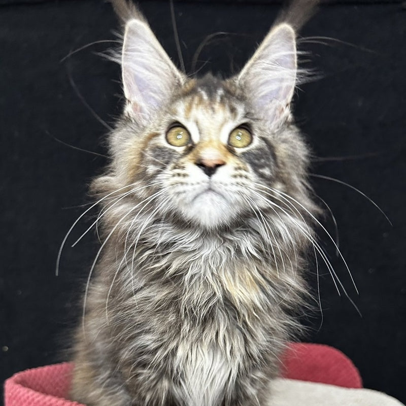 Carmen Maine Coon female, black tortie tabby