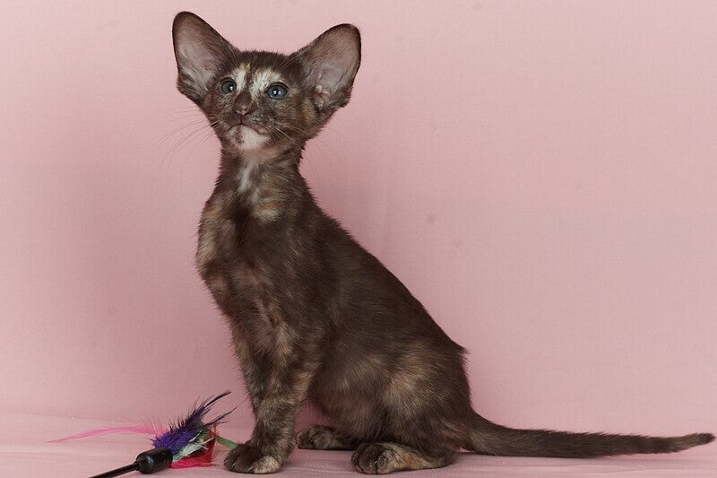 Queen Oriental Shorthair female chocolate tortie - live animals