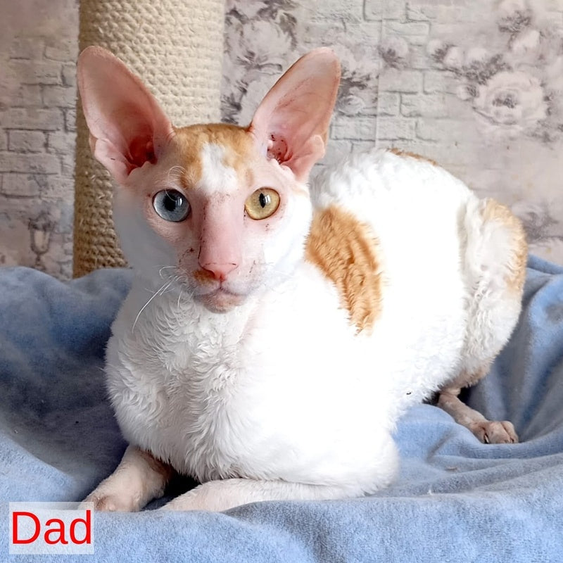 Cosmo Cornish Rex male, cream bicolour