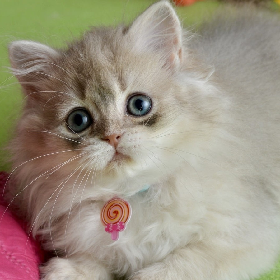 Viva Scottish Straight female, blue silver shaded