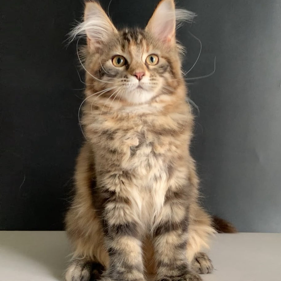 Ozzi Maine Coon polydactyl 6x6x6x6 female, black tortie tabby