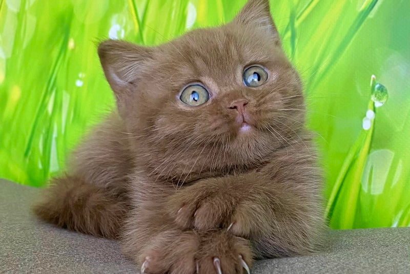 George British Shorthair male, cinnamon