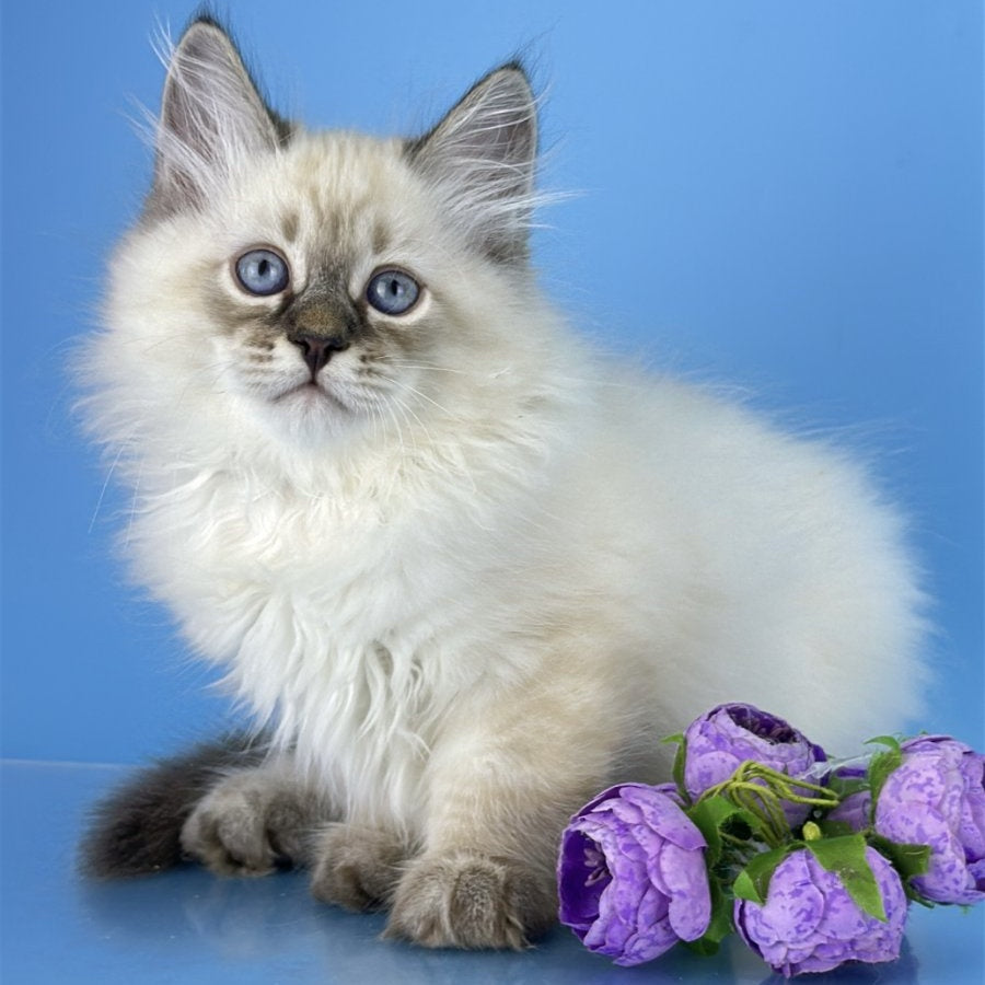Archer Siberian male, black tabby pointed