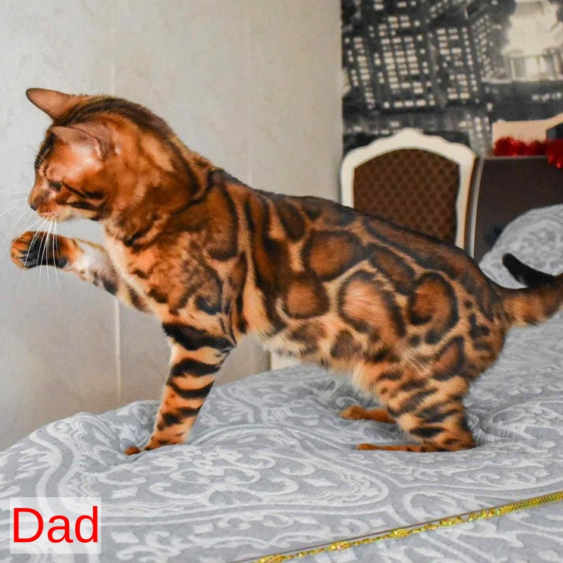 Odysseus Bengal male, black spotted tabby