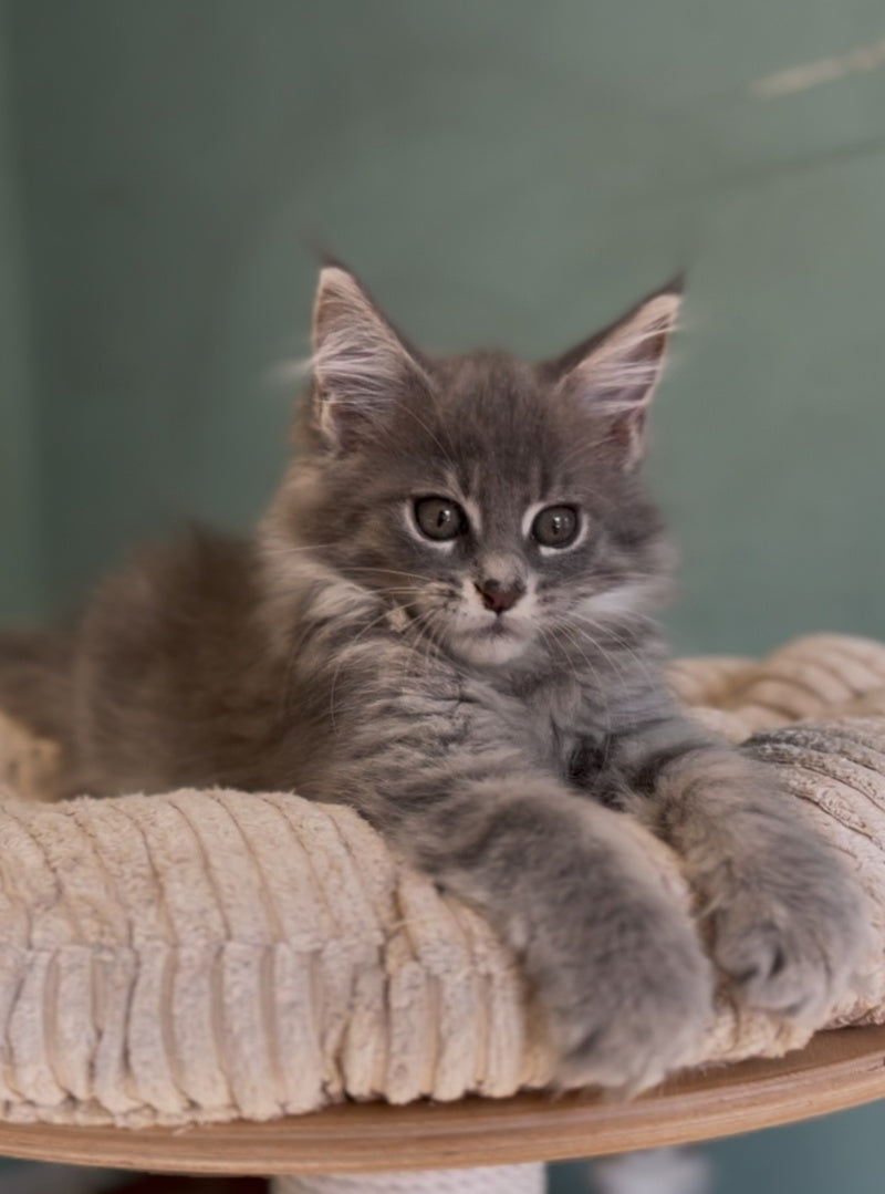 Diana Maine Coon female, blue ticked tabby