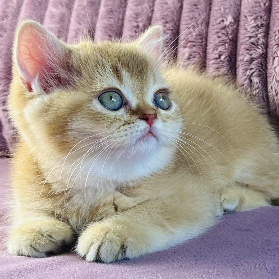 Golden Rose British Shorthair female, cinnamon golden shaded