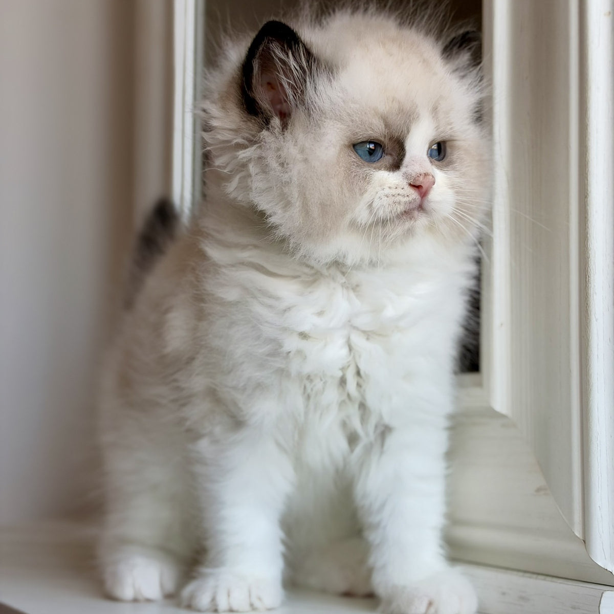 Romka Ragdoll male, black bicolour