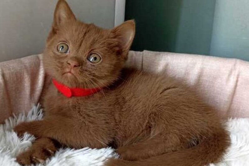 Felichita British Shorthair female cinnamon - live animals