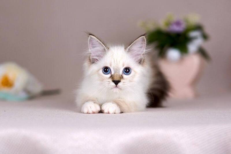 Galaxy Siberian female blue with white tabby pointed - live animals