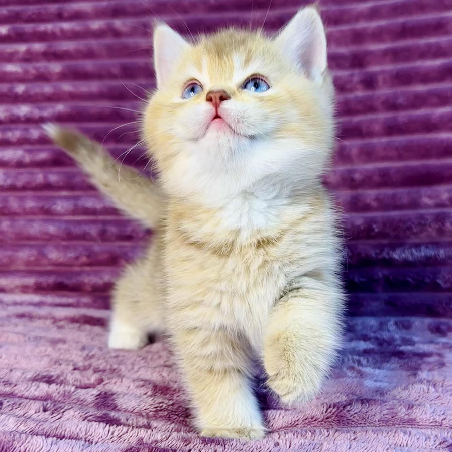 Eden British Shorthair female, cinnamon golden shaded with white