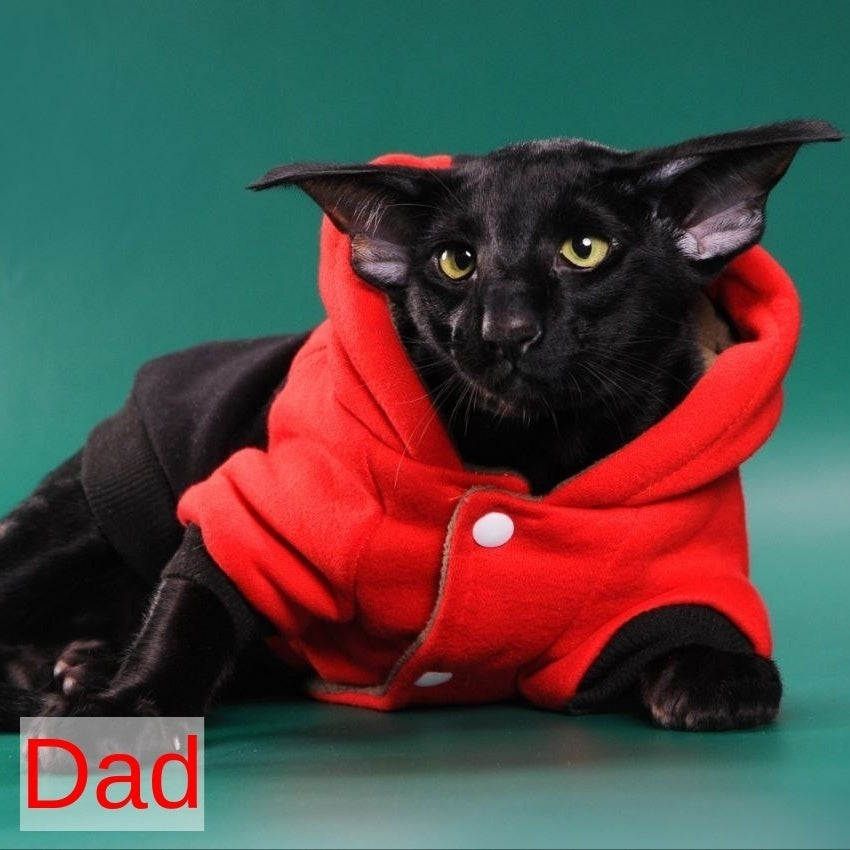 Azrael Oriental Shorthair male, black tabby