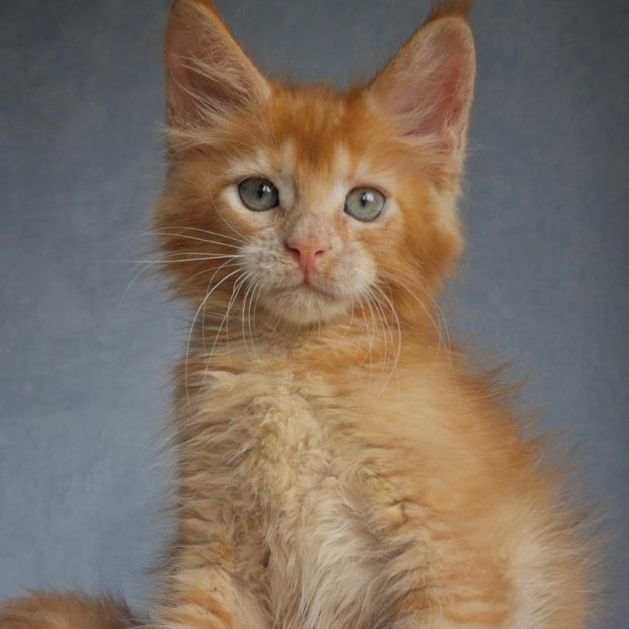 Princ Maine Coon male, red