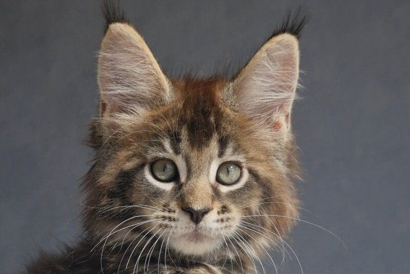 Leopold Maine Coon male black ticked tabby - live animals