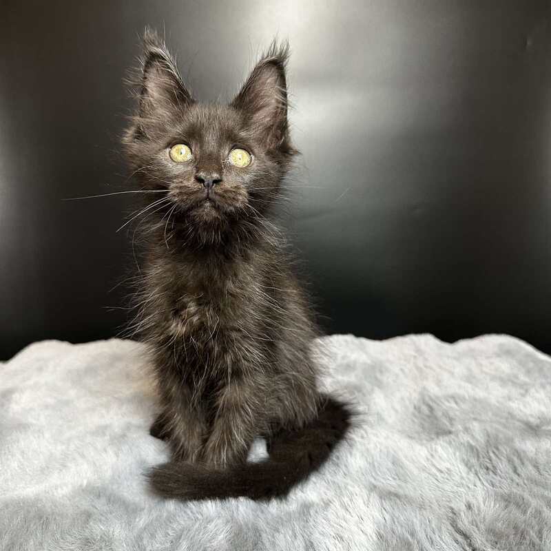 Barcelona Maine Coon female black - live animals