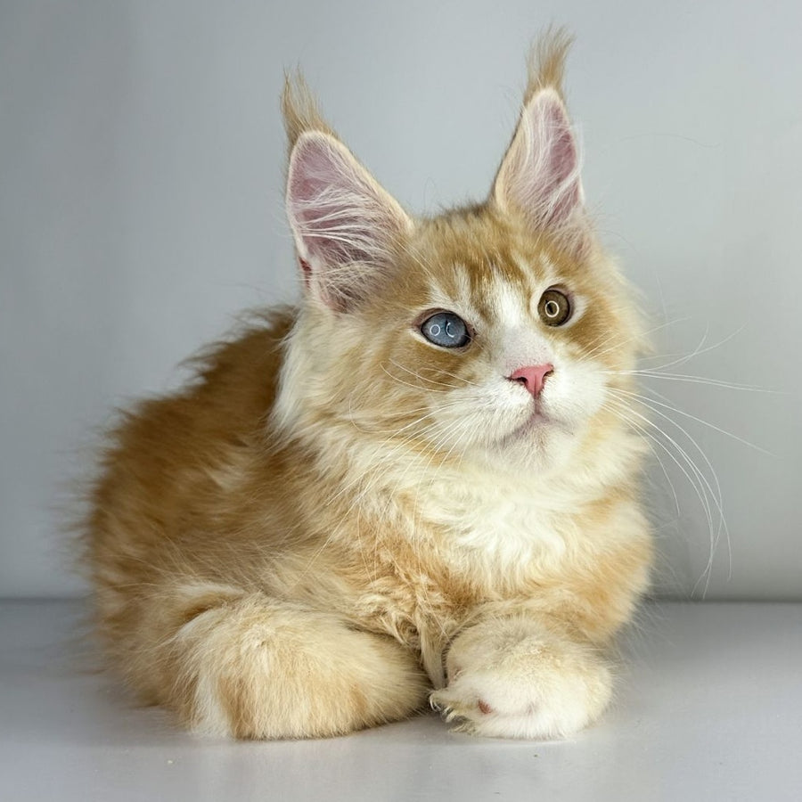 Carter Maine Coon male, red silver tabby with white