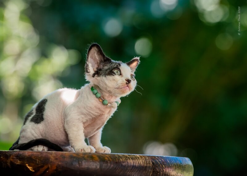 Luntik Devon Rex male, black harlequin