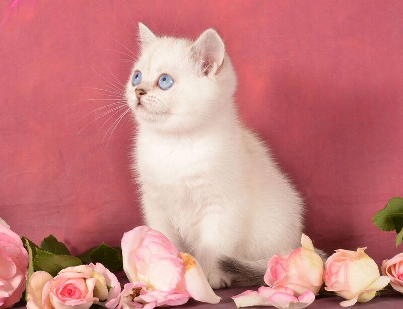 Olesya Scottish Straight female, black silver shaded pointed