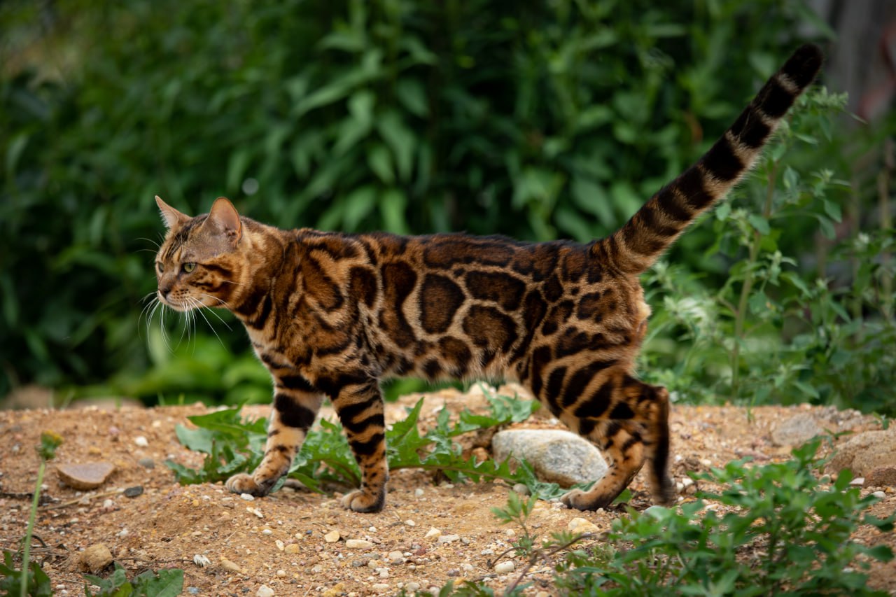 Kent Bengal male, black spotted tabby