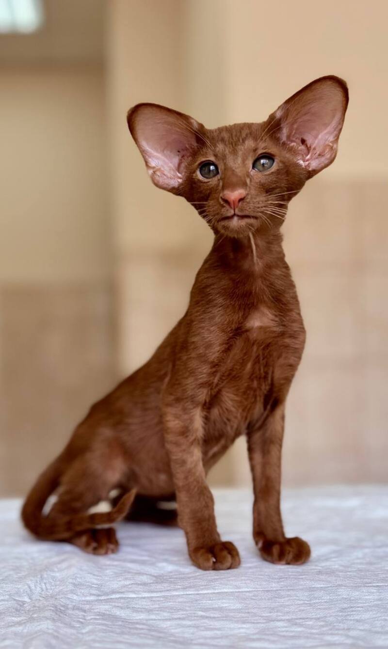 Rivz Oriental Shorthair male, cinnamon