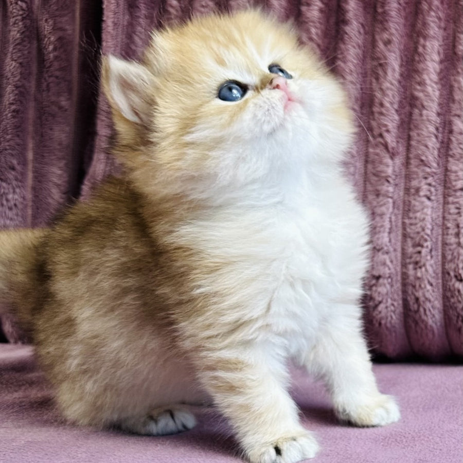 Jasmine British Longhair female, black golden spotted tabby