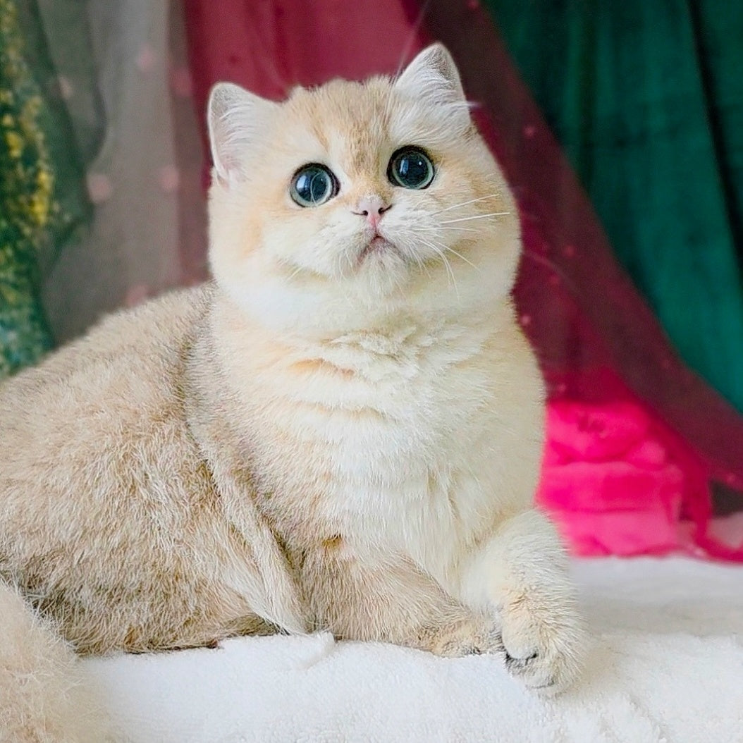 Richard British Shorthair male, black golden shaded