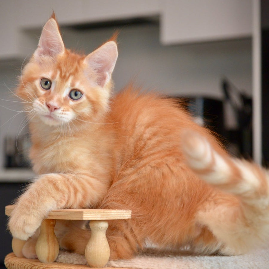 Yarion Maine Coon male, red tabby