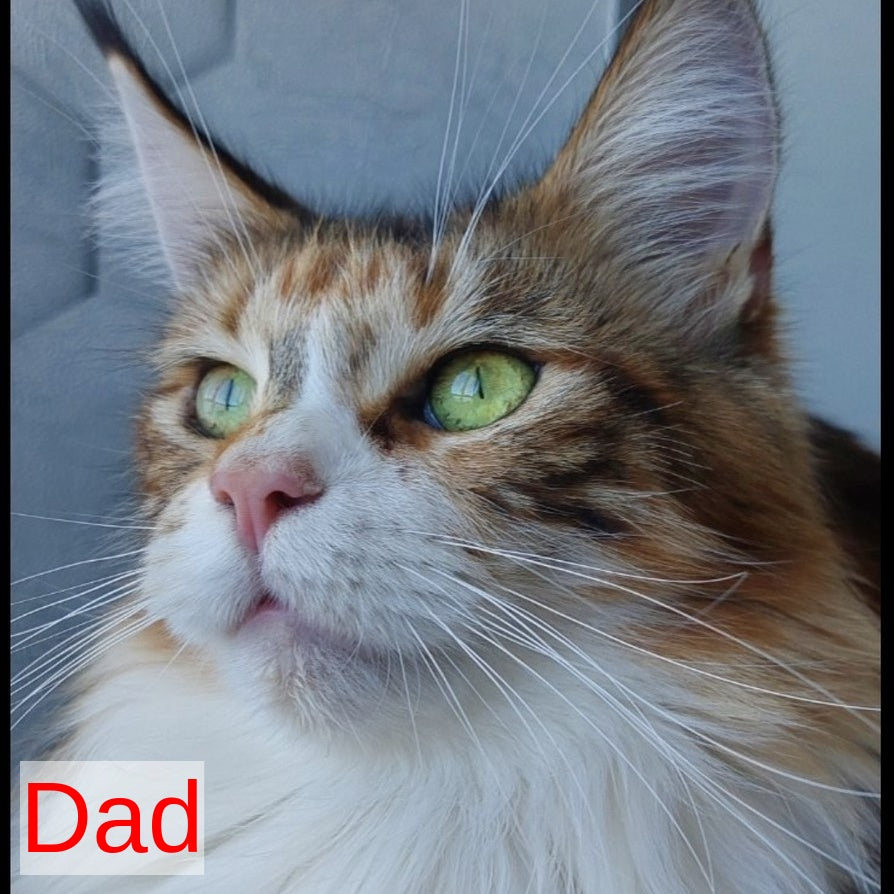 Kevin Maine Coon male, blue bicolour tabby