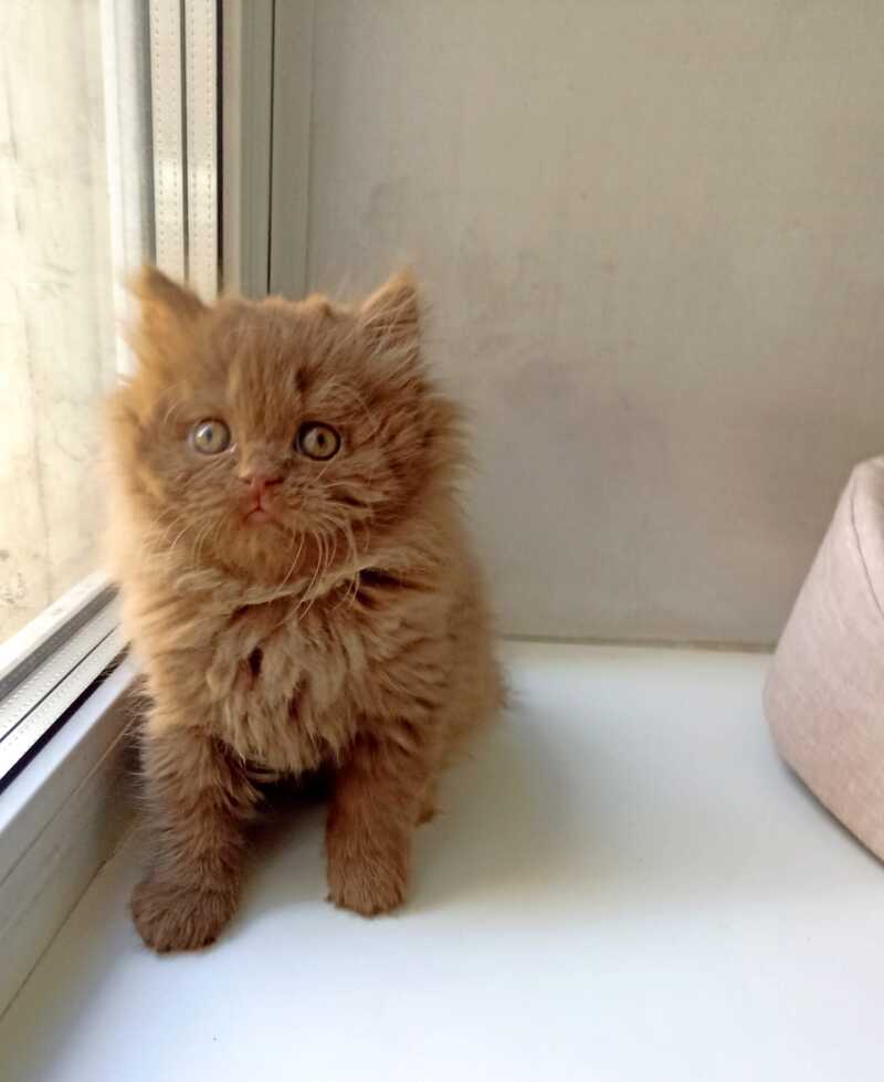Caroline British Longhair female, cinnamon