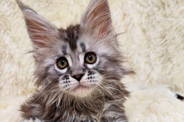Pudra Maine Coon female black silver tabby live animals
