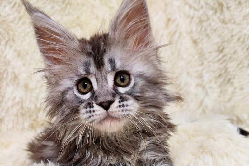 Pudra Maine Coon female black silver tabby live animals