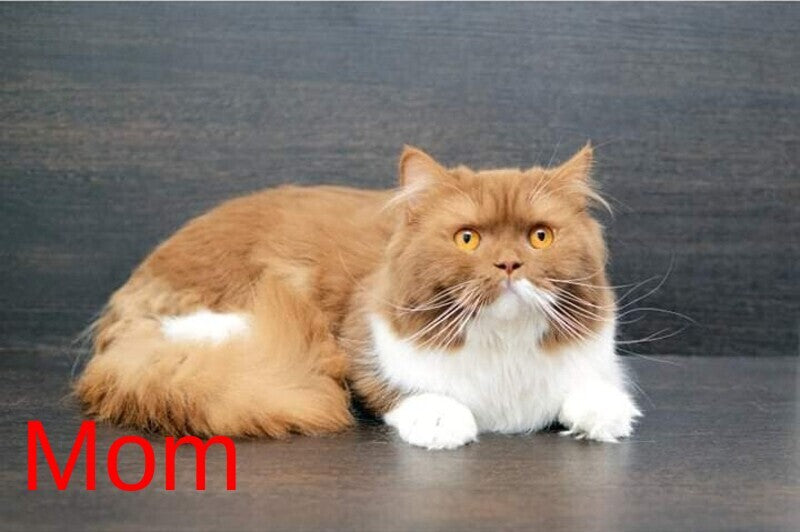 Camelia British Shorthair female, cinnamon