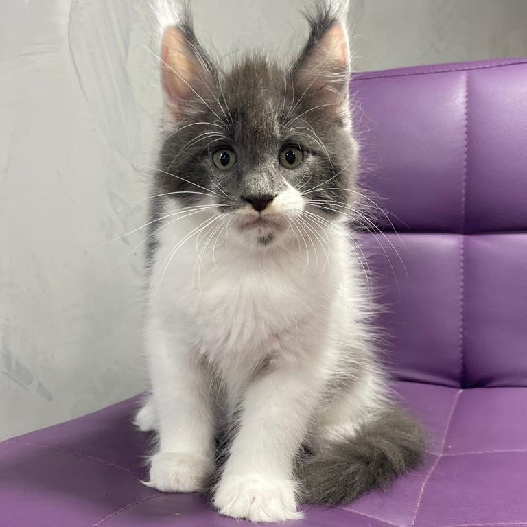 Semyon Maine Coon male, blue bicolour