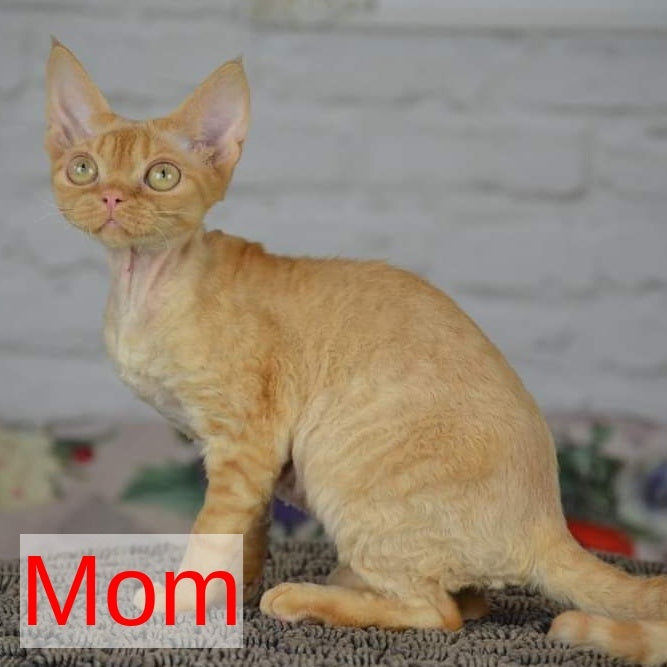 Leon Devon Rex male, red bicolour