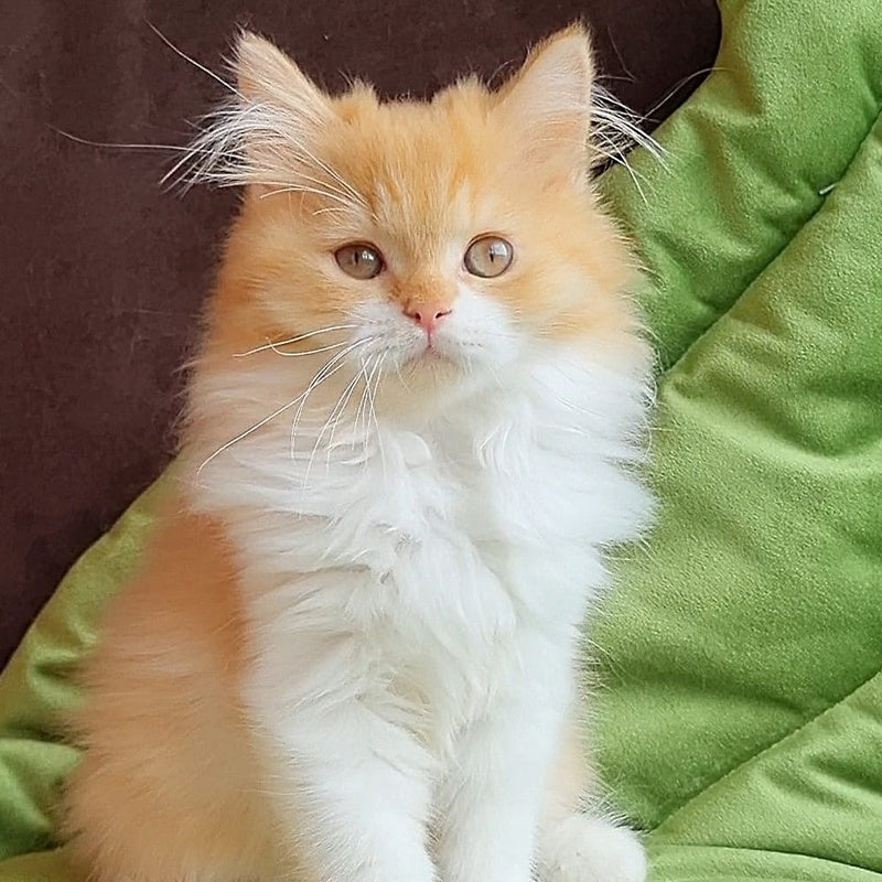 Emerson British Longhair male, red bicolour