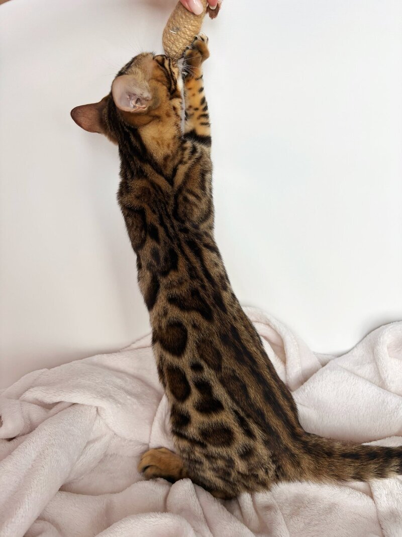 Lola Bengal female black spotted tabby - live animals