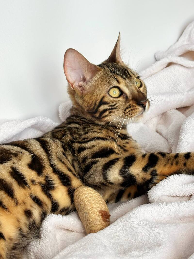 Lola Bengal female black spotted tabby - live animals